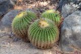 Echinocactus grusonii. Вегетирующие растения. Израиль, г. Тель-Авив, парк Аяркон, сад кактусов, в культуре. 22.11.2023.