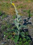 Verbascum gnaphalodes. Цветущие растения. Грузия, Аджария, г. Батуми, каменистый пляж. 17.06.2023.