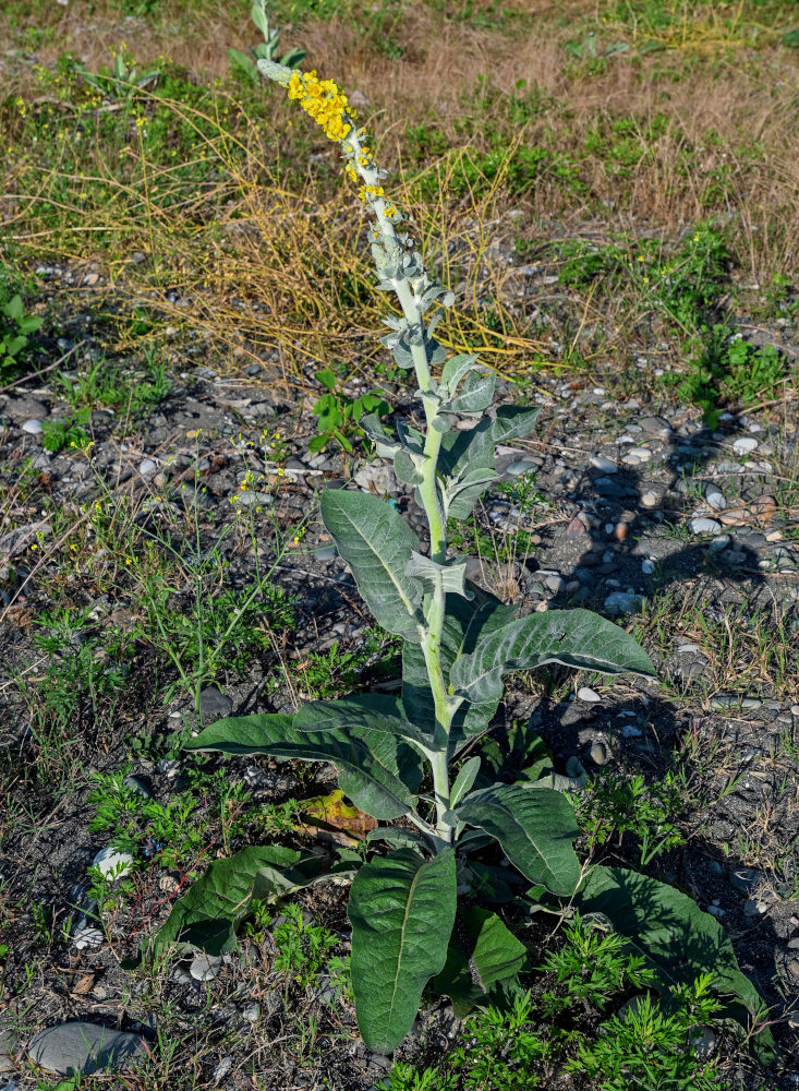 Изображение особи Verbascum gnaphalodes.