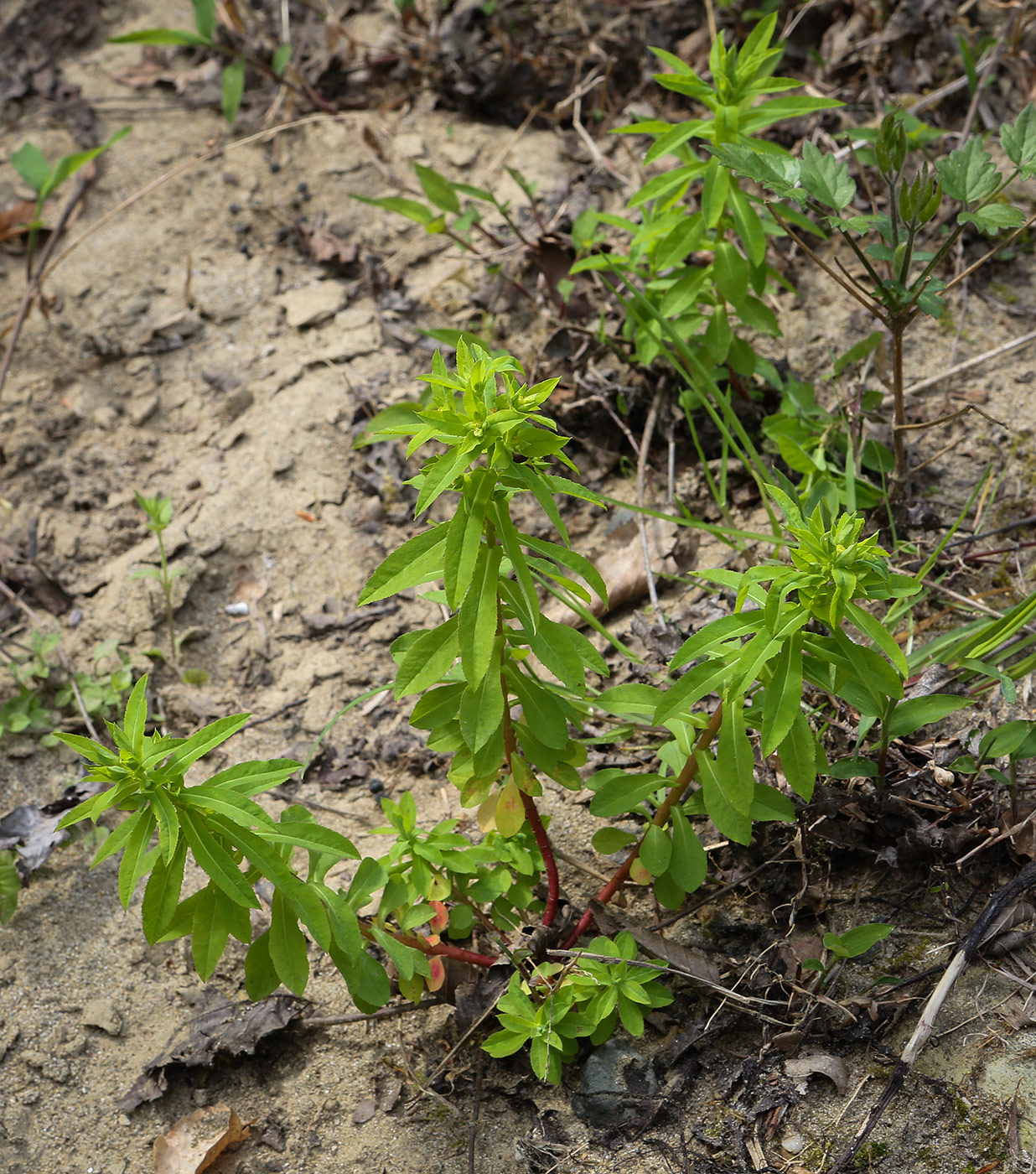 Image of genus Euphorbia specimen.