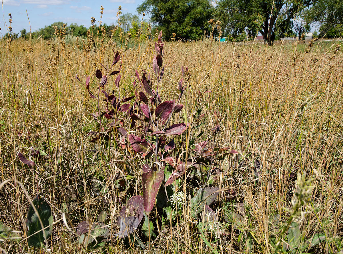 Изображение особи Lepidium latifolium.