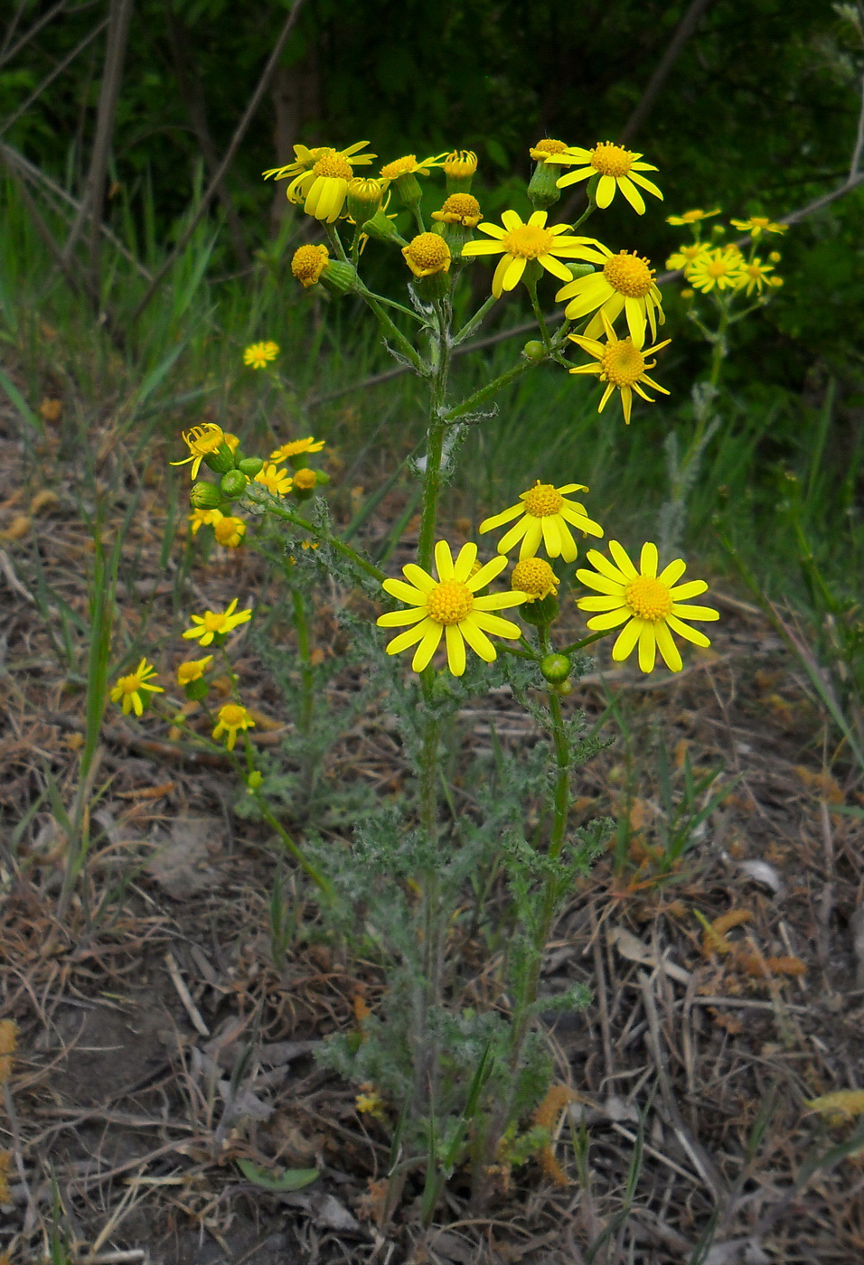 Изображение особи Senecio vernalis.