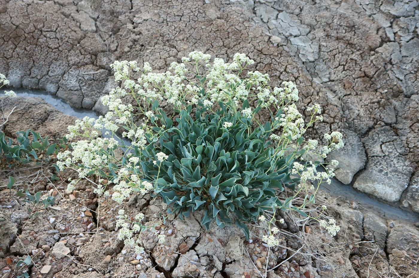 Изображение особи Lepidium cartilagineum.