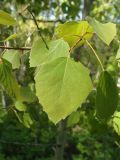 Populus davidiana