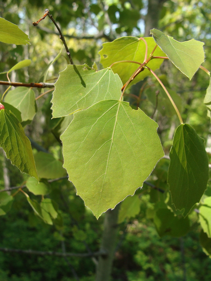 Image of Populus davidiana specimen.