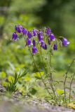 Campanula longistyla