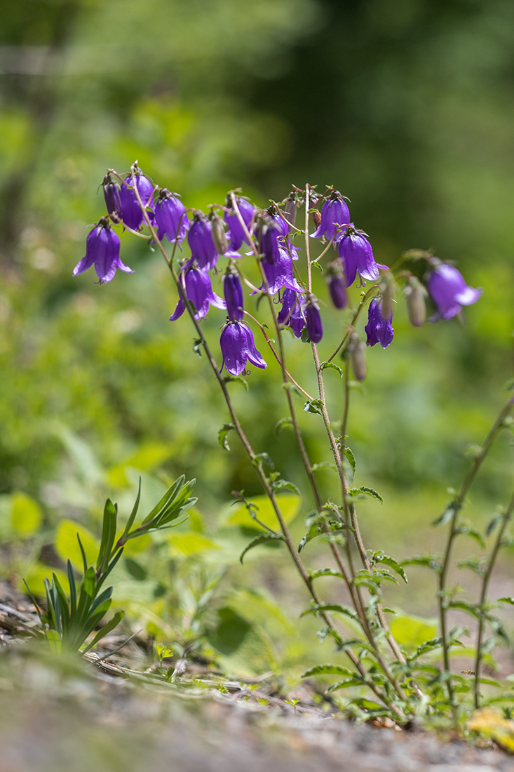 Image of Campanula longistyla specimen.