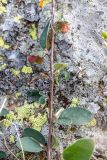 Cotoneaster integerrimus