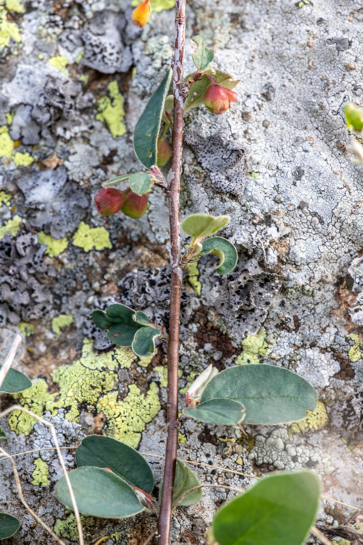 Image of Cotoneaster integerrimus specimen.