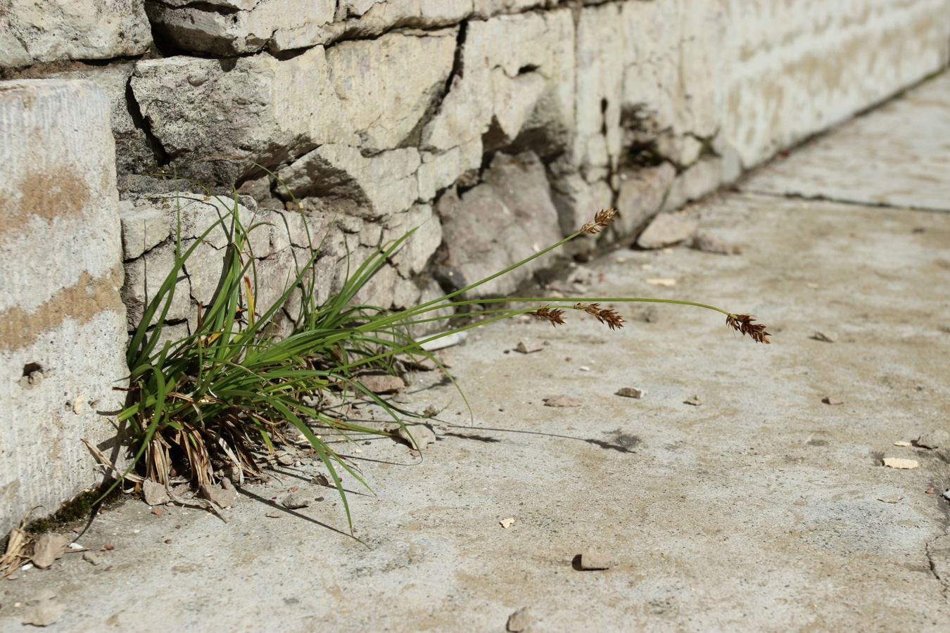 Image of Carex spicata specimen.