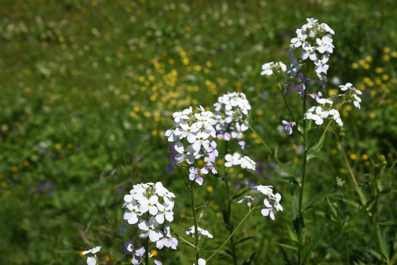 Изображение особи Hesperis voronovii.