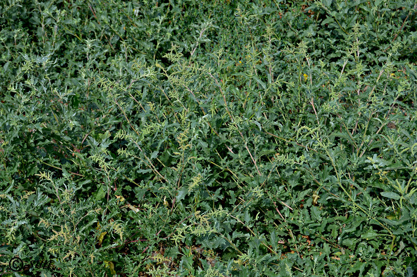 Image of Atriplex tatarica specimen.