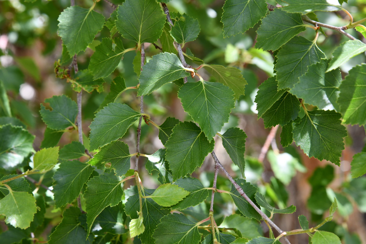 Изображение особи Betula pamirica.