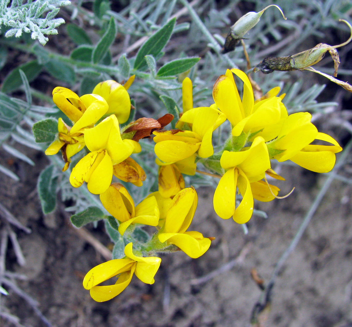 Image of Genista humifusa specimen.