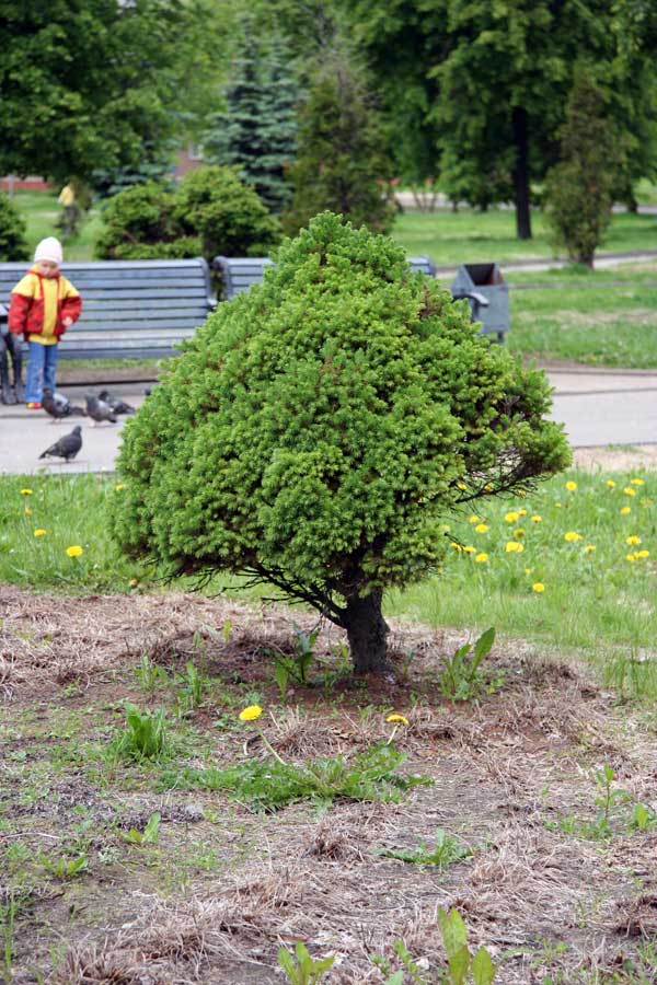 Изображение особи Picea glauca.