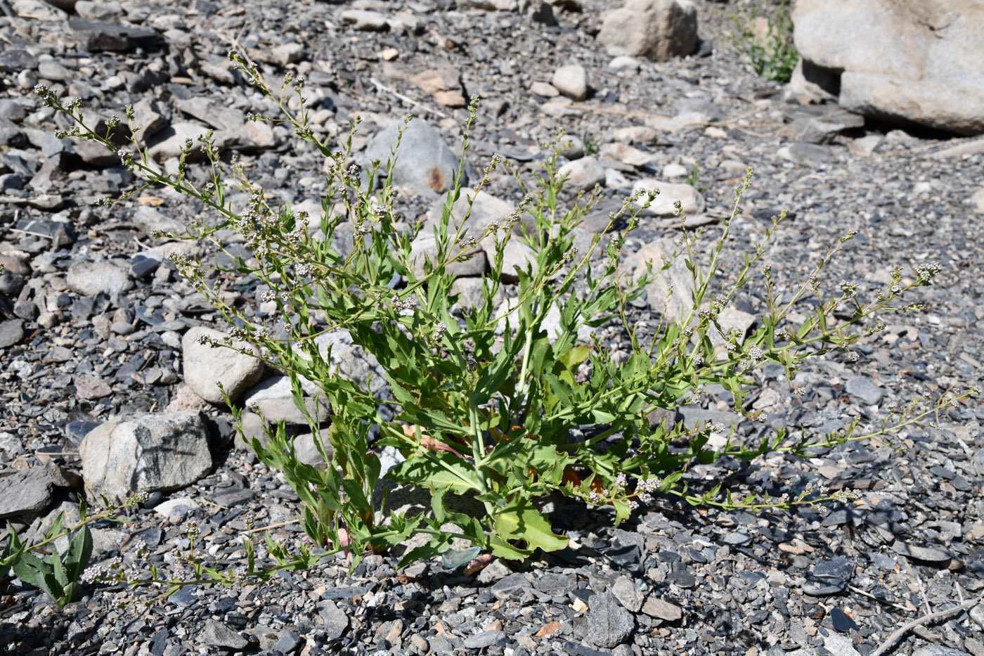 Image of Lepidium latifolium specimen.