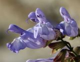 Salvia ringens