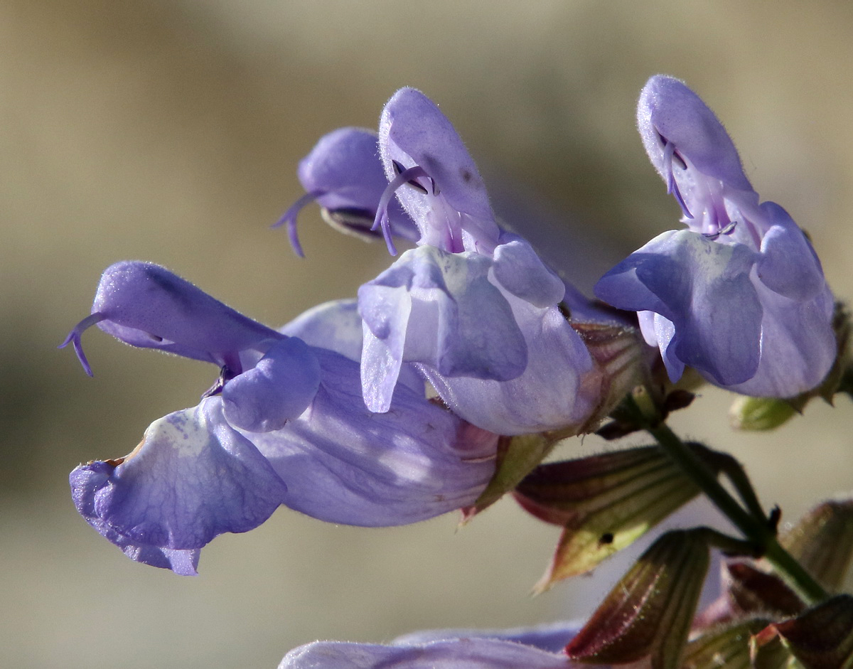 Image of Salvia ringens specimen.