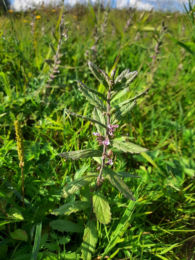 Изображение особи Teucrium scordium.