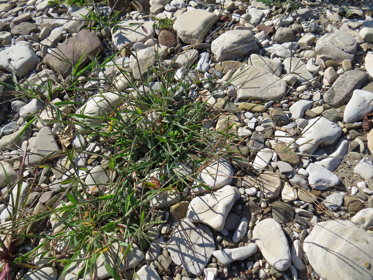 Image of Digitaria sanguinalis specimen.