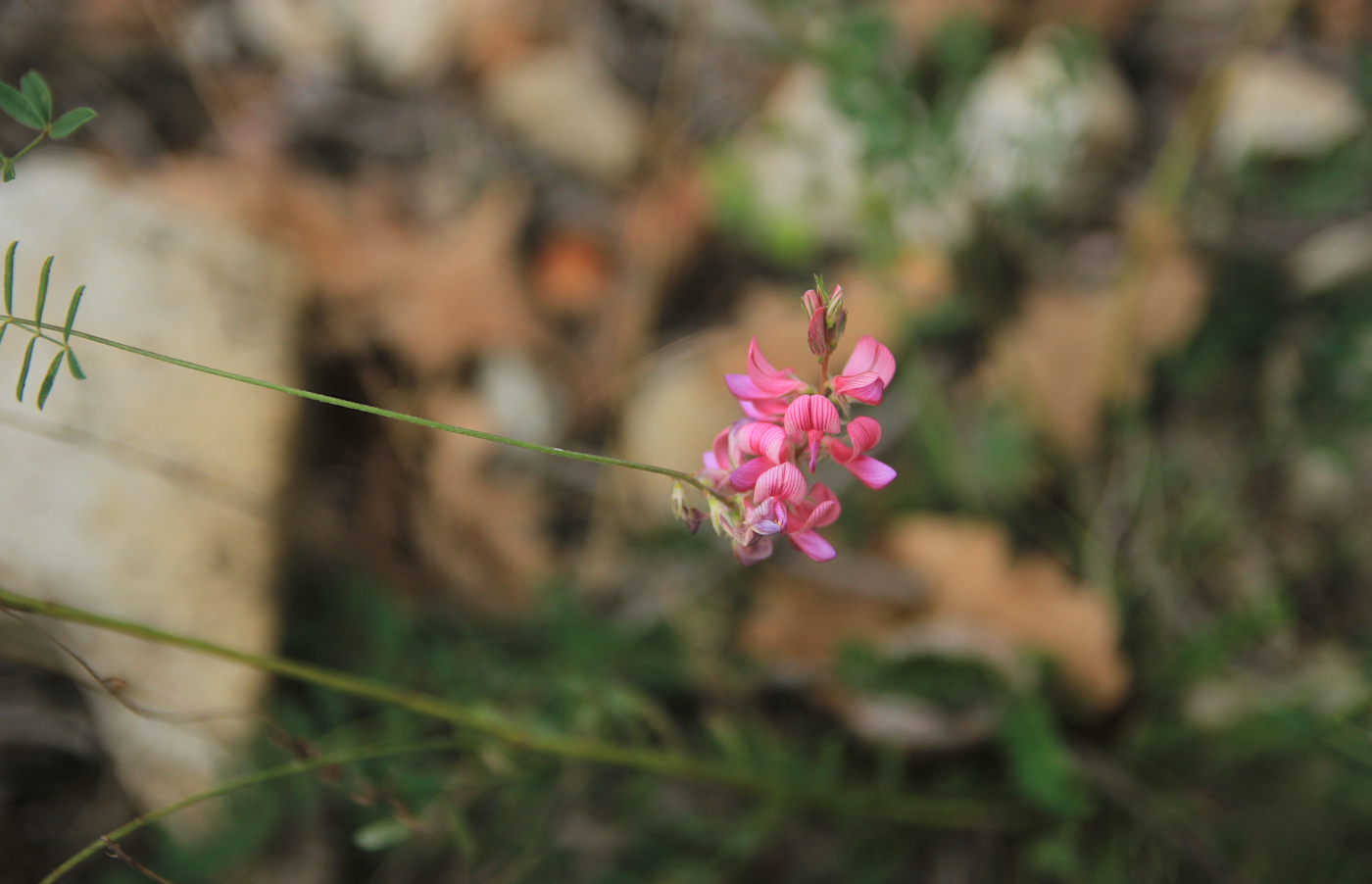 Изображение особи Onobrychis miniata.