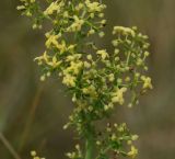 Galium verum