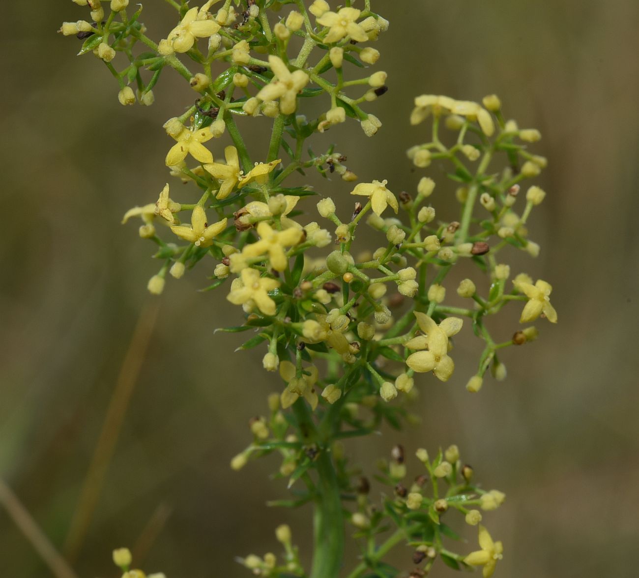 Изображение особи Galium verum.