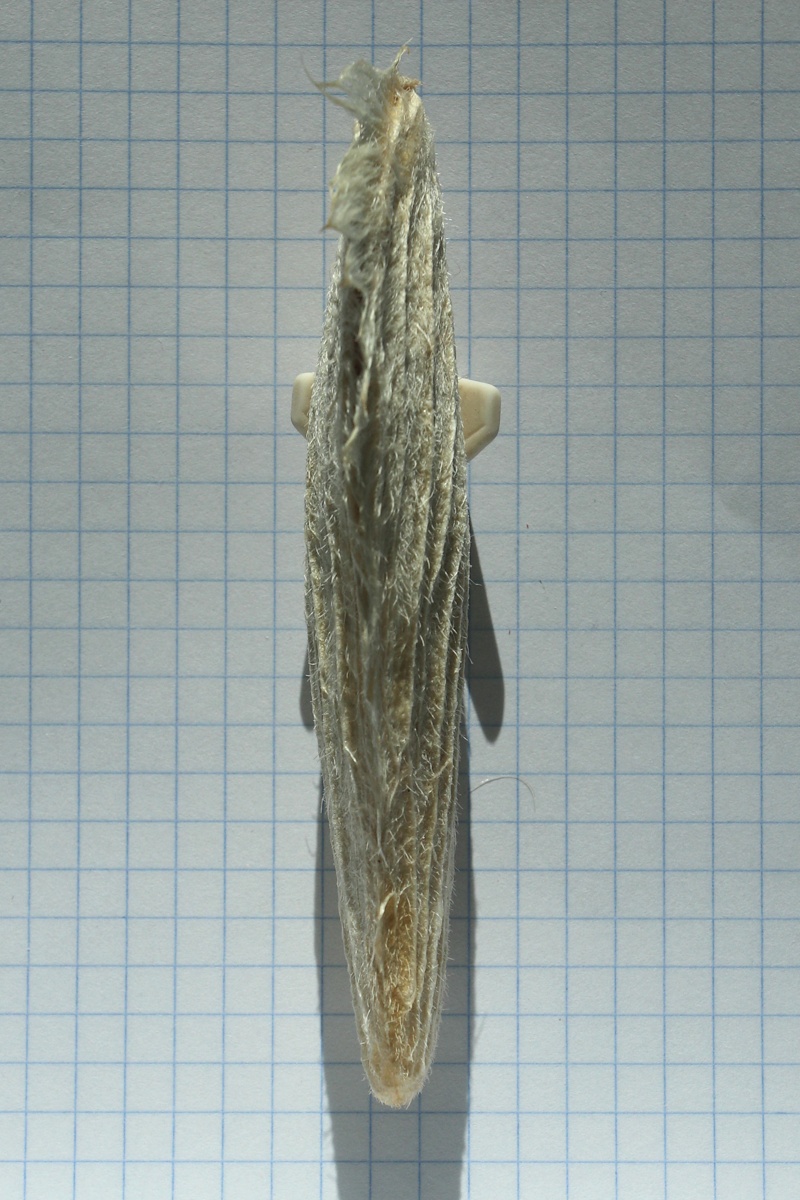 Image of Mangifera indica  specimen.