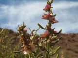 Salsola arbusculiformis. Верхушки веточек с плодами. Южный Казахстан, вост. предгорья хр. Сырдарьинский Каратау, Закаратауская равнина (возвышенность), сев. побережье оз. Ащиколь, склон чинка южной экспозиции, пестроцветы. 15 сентября 2024 г.