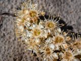 Lauro-cerasus lusitanica. Цветки на сорванном соцветии. Крым, Южный Берег, городской округ Ялта, Массандровский парк. 29.05.2024.