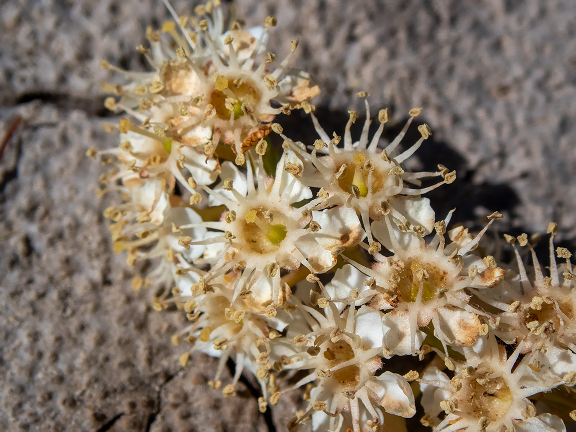 Image of Lauro-cerasus lusitanica specimen.