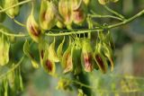 Isatis tinctoria