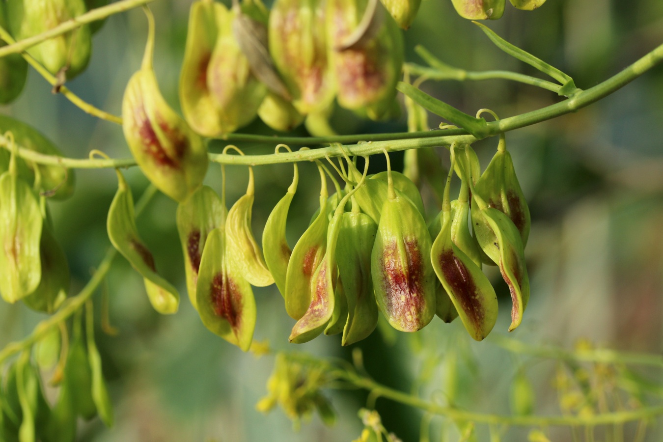 Изображение особи Isatis tinctoria.