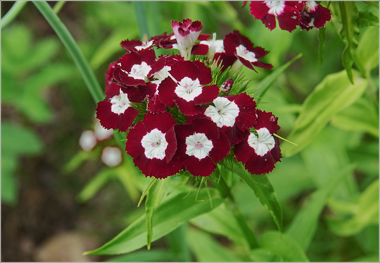 Изображение особи Dianthus barbatus.