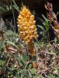 Orobanche centaurina. Цветущее растение. Крым, Южный Берег, окр. с. Лучистое, гора Южная Демерджи, луг на склоне. 03.06.2024.