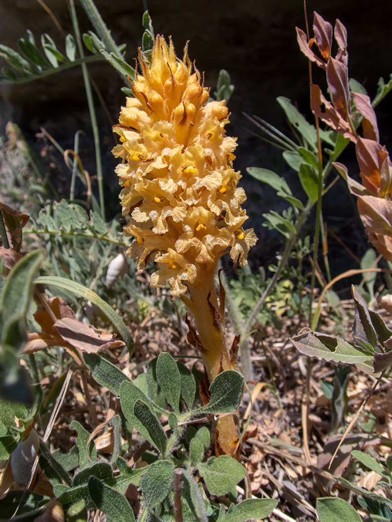 Изображение особи Orobanche centaurina.