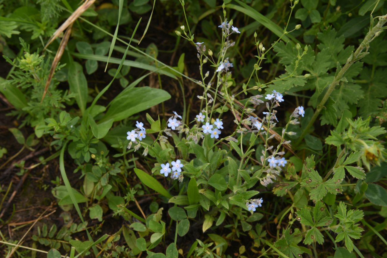 Image of genus Myosotis specimen.