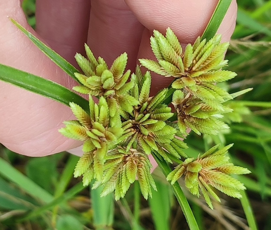Изображение особи Cyperus eragrostis.