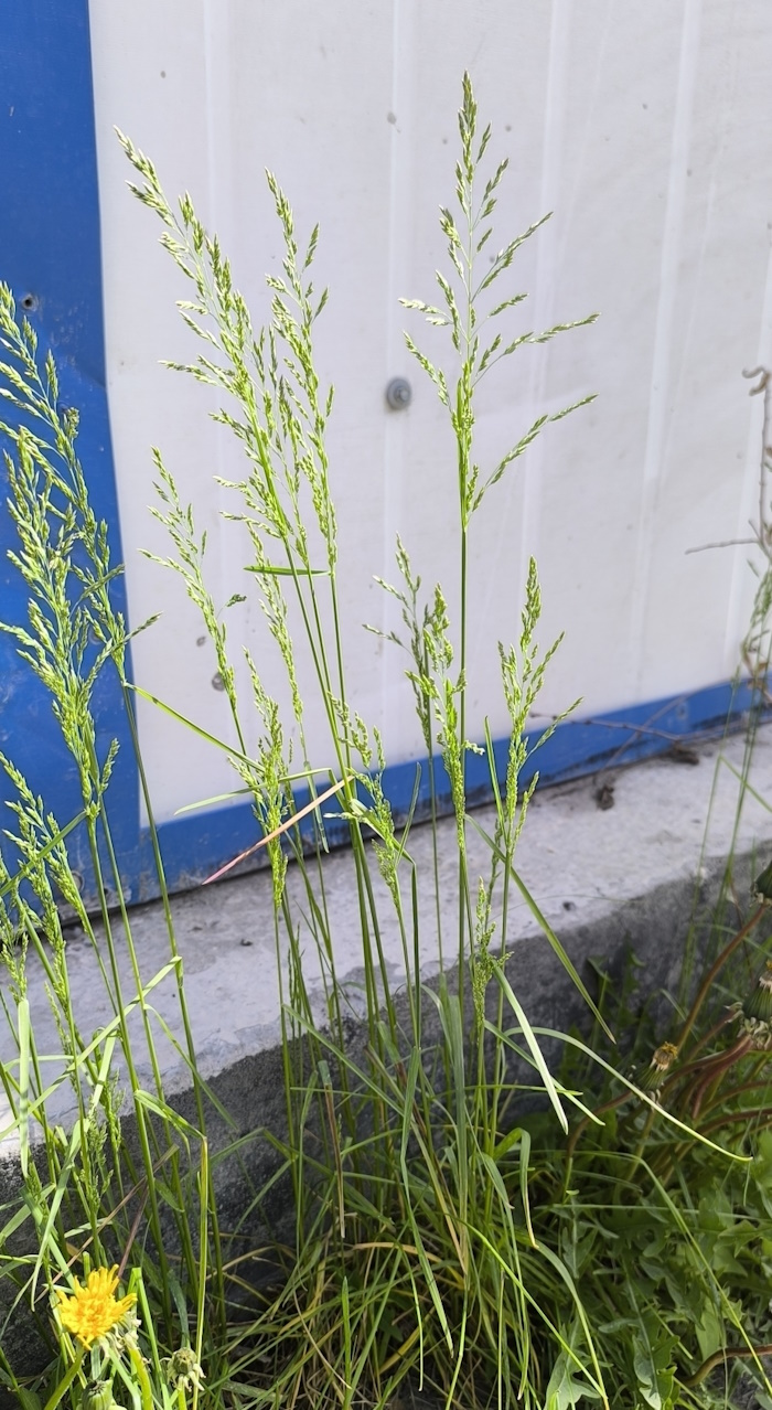 Изображение особи Poa pratensis.