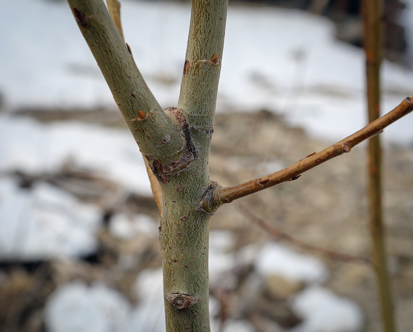 Image of genus Salix specimen.