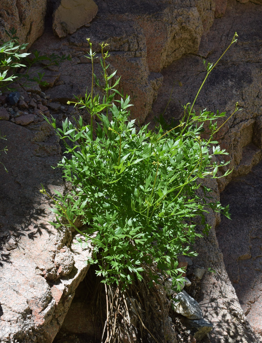 Изображение особи Sphaenolobium tianschanicum.