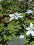 Смотреть изображение Anemone amurensis