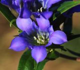 Смотреть изображение Gentiana scabra