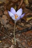 View full-size image Crocus speciosus