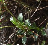 View full-size image Viola oreades