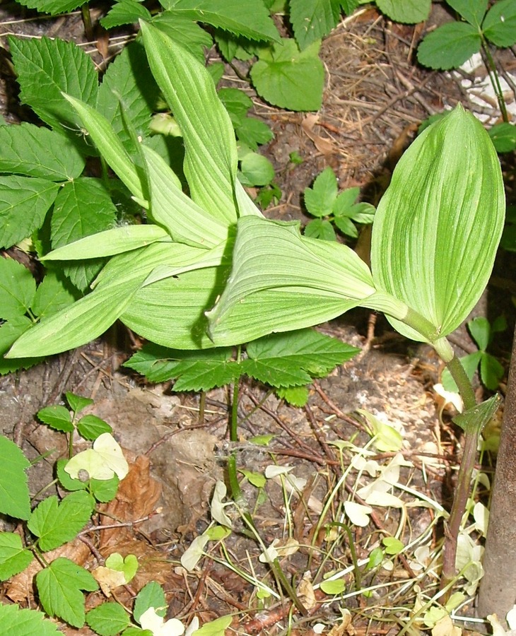 Изображение особи Epipactis helleborine.