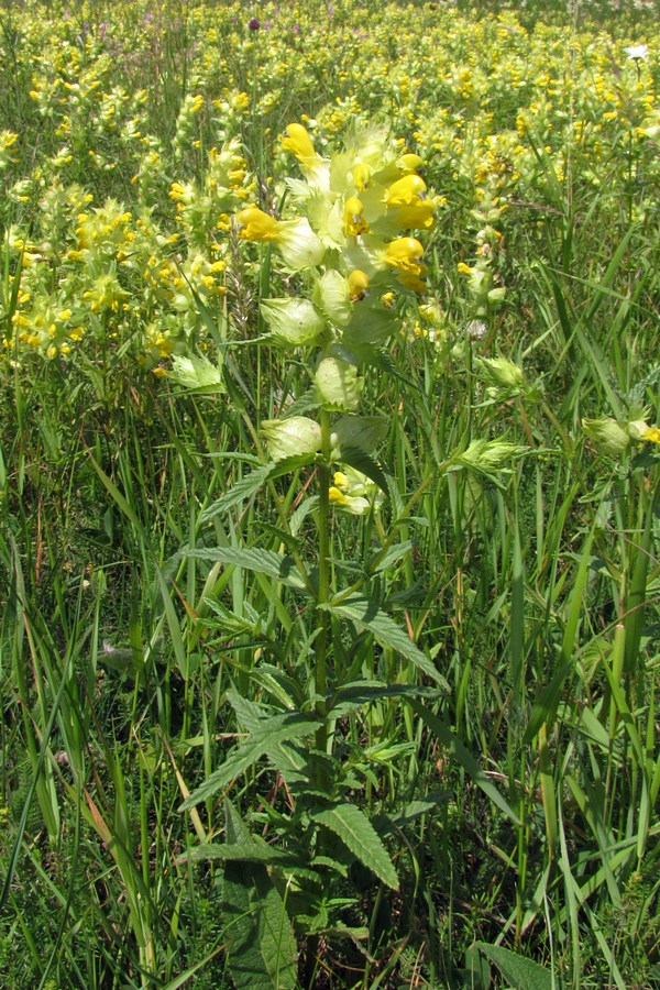 Изображение особи Rhinanthus vernalis.