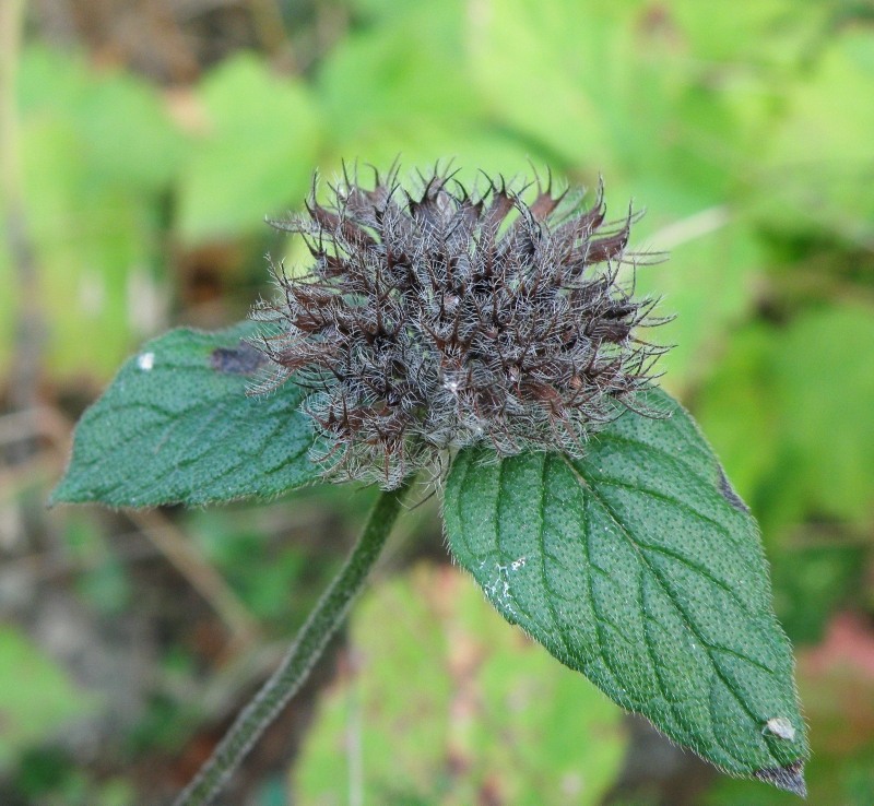 Image of Clinopodium caucasicum specimen.