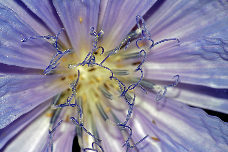 Image of Cichorium intybus specimen.