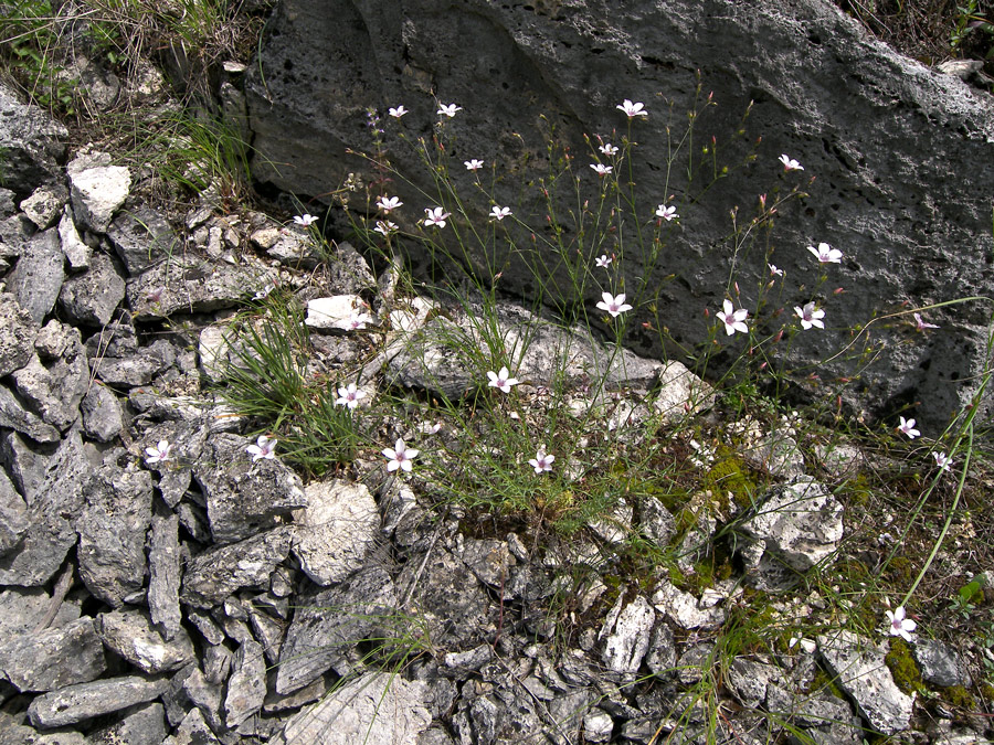 Image of Linum tenuifolium specimen.